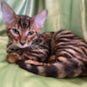 Meet your Posher, Della